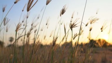 Çimen çiçeği rüzgarı günbatımında ya da gündoğumunda güneş ışığıyla uyanmak için güneş ışığına direnir. Tatil tatili için kırsal kesimde dinlenir ya da 4K 'da doğa sesiyle evde dinlenir.