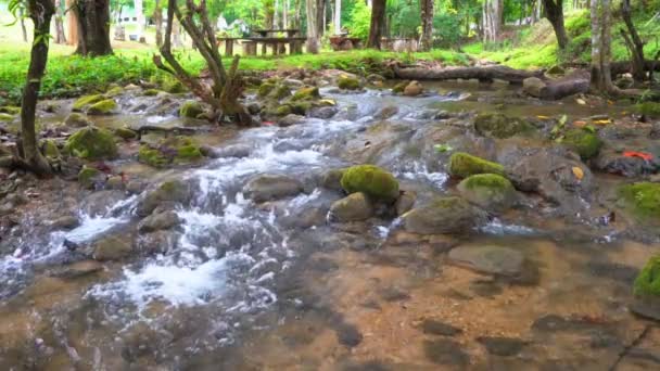 Поток Водопад Деревом Камнем Камнем Зеленых Джунглях Лесу Летнего Отдыха — стоковое видео