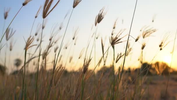 Grasblume Wind Widerstehen Bei Sonnenuntergang Oder Sonnenaufgang Für Das Aufwachen — Stockvideo