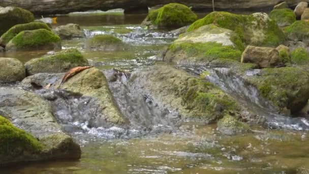 Beek Waterval Met Rots Steen Hout Groene Jungle Bos Voor — Stockvideo