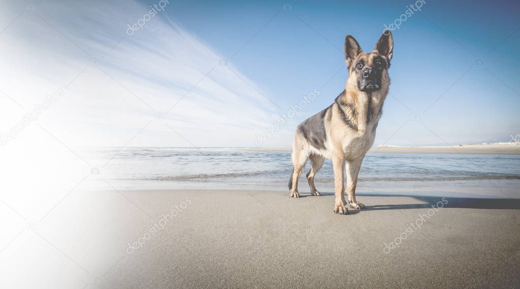  German Shepherd on the beach.