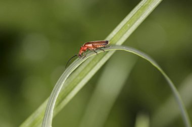 Rhagonycha fulva, kırmızı uçan böcek çimenlerin üzerinde