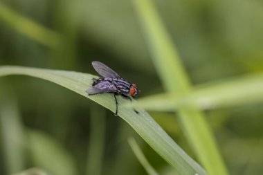 büyük ortak sinek, çimen bıçak rahatça oturur