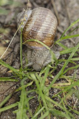 otların arasında ortak salyangoz yürür