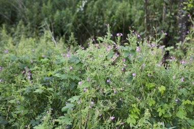 büyük çalılar, yeşil çalılıkları çiçekli
