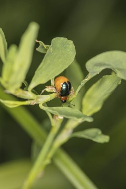 küçük böcek kanatlarını uçmak için uzanır