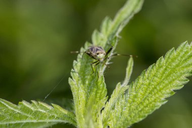 böcek ısırgan yaprakları üzerinde