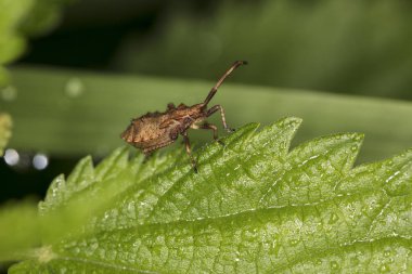 Isırgan yaprağı üzerinde küçük yaratık yakın çekim