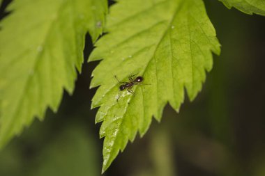 küçük siyah karınca yeşil yaprak üzerinde yürüyor