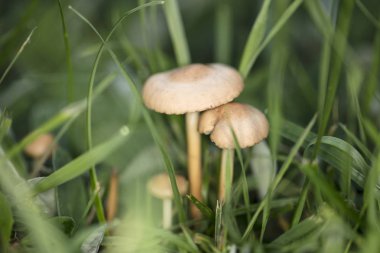 küçük yenmeyen mantar çayır otları arasında büyümek