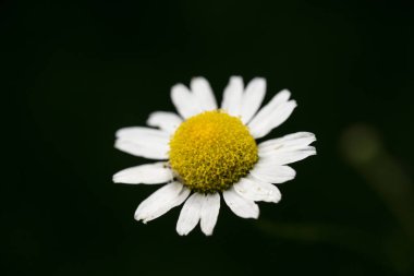 karanlık bir arka plan üzerinde papatya