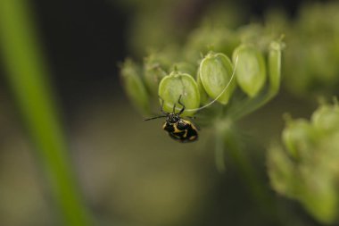 Siyah ve sarı hata tırmanıyor tesisi yakın çekim