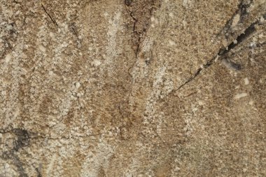 ağaç gövdesi, kesme, arka plan görünümü,