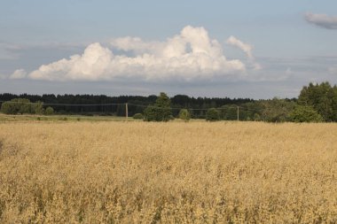 çavdar, güzel gökyüzü yukarıdaki ekili dosya