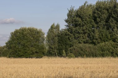 çavdar, orman içinde belgili tanımlık geçmiş ile ekili dosya
