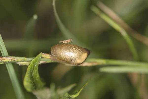 Very Young Snail Mosquito — Stock Photo, Image
