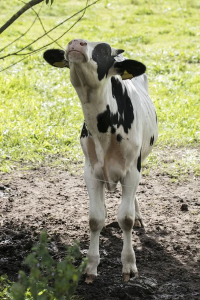 Vaca Voa Sobre Ele — Fotografia de Stock