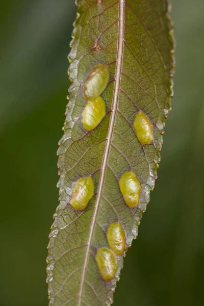 葉の中の昆虫の卵 — ストック写真