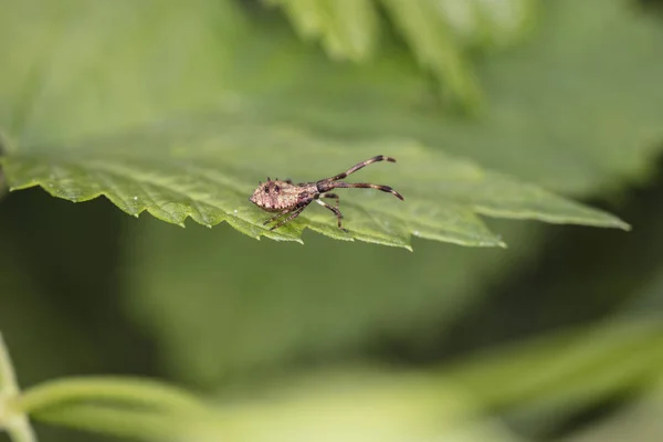 Insecto Que Parece Una Araña Está Hierba —  Fotos de Stock