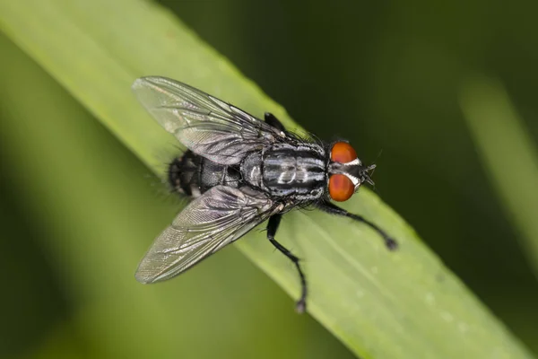 Grande Mouche Commune Assise Confortablement Sur Brin Herbe Vue Haut — Photo