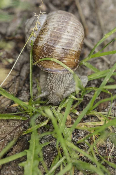 Common Snail Walks Grass — Stock Photo, Image