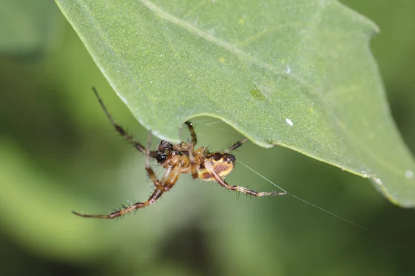 Αράχνη Τεντώνει Δίχτυ Υπό Φύλλο — Φωτογραφία Αρχείου