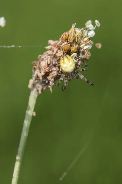 Spinne Auf Einem Grashalm — Stockfoto