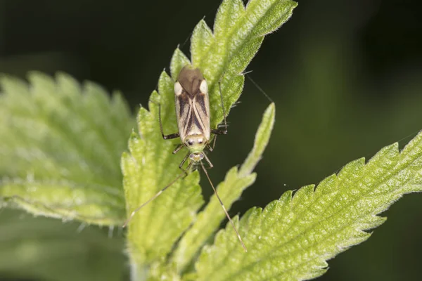 Insect Leaves Nettle View — Stock Photo, Image