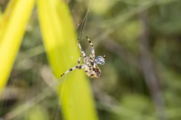 小蜘蛛在网上包装它的食物 — 图库照片