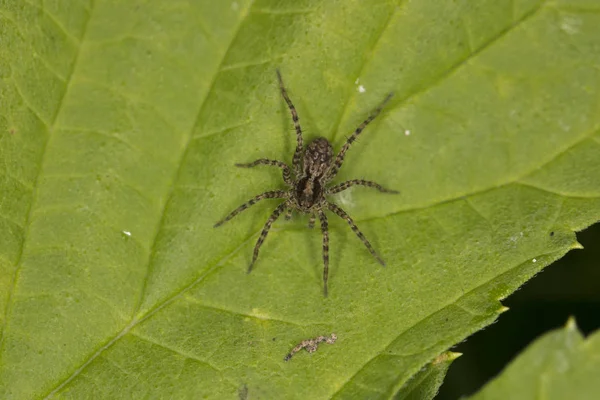 Kleine Spin Van Een Springende Familie Zit Een Blad — Stockfoto