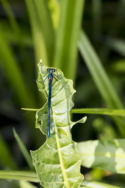 Blue Dragonfly Sitting Green Leaf View — Stock Photo, Image