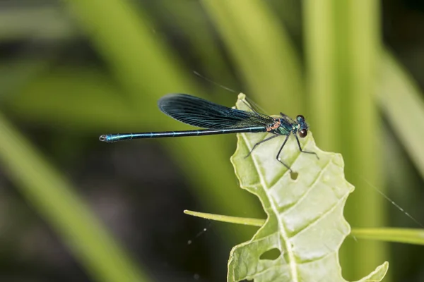Blue Dragonfly Sitting Green Leaf Side View — Stock Photo, Image