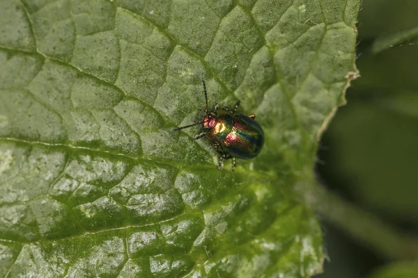 Chrysolina Fastuosa Kolorowe Chrząszcz Niesamowite Kolory Przechodzi Przez Liść Widok — Zdjęcie stockowe