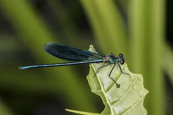 Blue Dragonfly Sitting Green Leaf Close — Stock Photo, Image