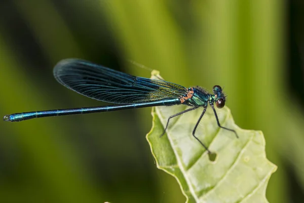 Blue Dragonfly Sitting Green Leaf — Stock Photo, Image