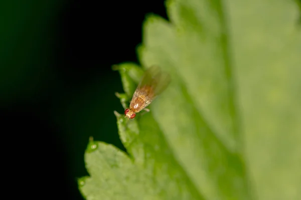 Drosophila Melanogaster Une Petite Mouche Dorée Est Assise Sur Une — Photo