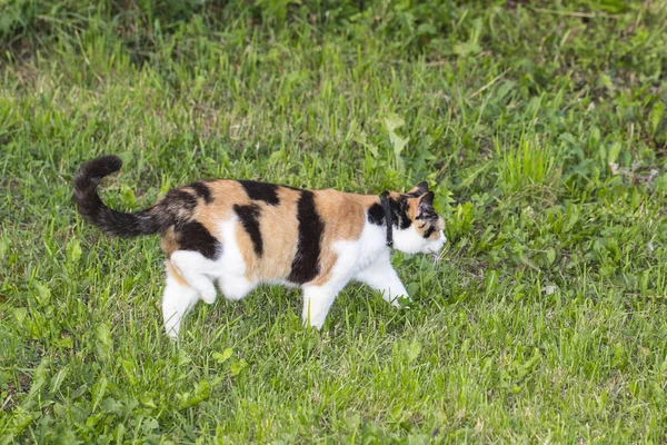 Tři Barevné Kočky Chodí Zelené Trávě Boční Pohled — Stock fotografie