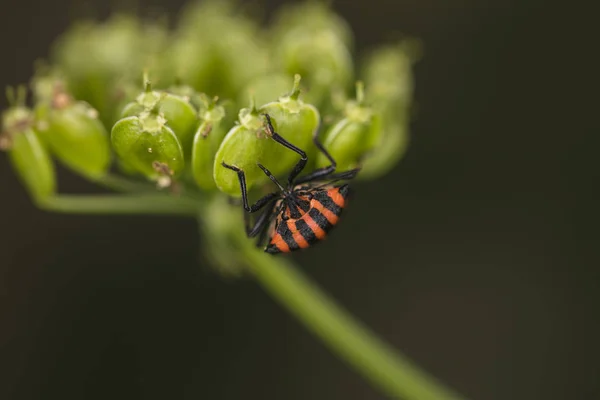 Insecto Colorido Caminando Sobre Planta Verde —  Fotos de Stock