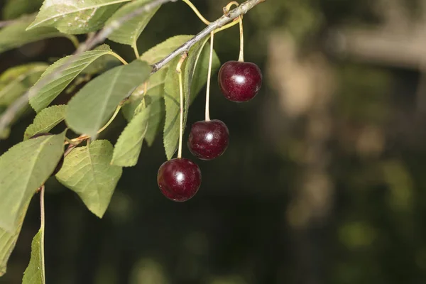 Árbol Cubierto Cerezas Cerca Tres Ellos — Foto de Stock