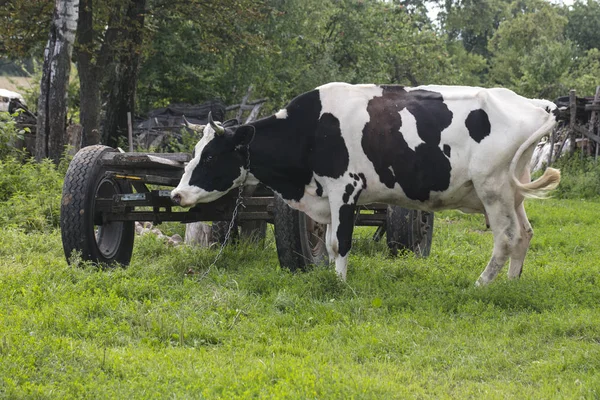 Koe Gebonden Aan Aanhangwagen Met Een Ketting — Stockfoto