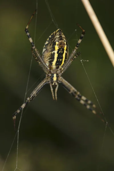 Argiope Bruennichi Pók Mögött — Stock Fotó