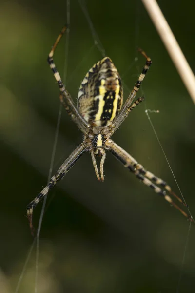 Argiope Bruennichi 蜘蛛弗罗姆后面 — 图库照片