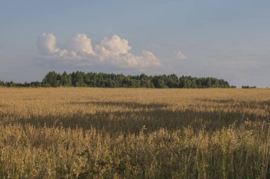 çavdar ile ekilen alan