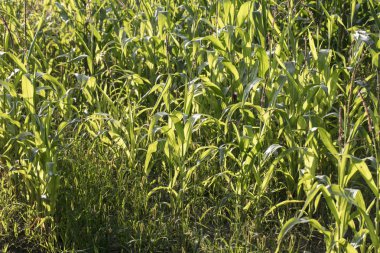 Alan Mısır, yakın çekim