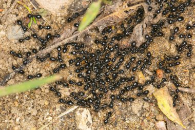 Siyah karıncalar, büyük küme, yukarıdan görüntülemek