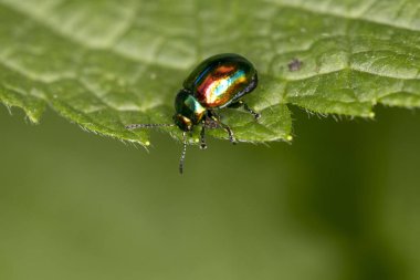 Chrysolina fastuosa, renkli böcek üzerinde yeşil bir yaprak dolaşır, yakın çekim