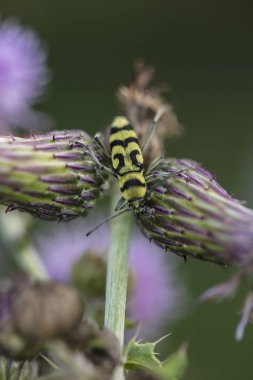 Clytus Arietis, wasp böceği, yakın çekim