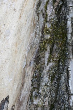 yarım bir ağaç kabuğu bir arka plan, dikey olarak