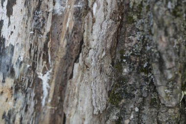 Arkaplan olarak ağaç kabuğu