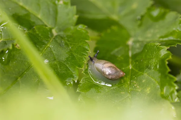 Caracol Muito Jovem Com Uma Concha Macia — Fotografia de Stock